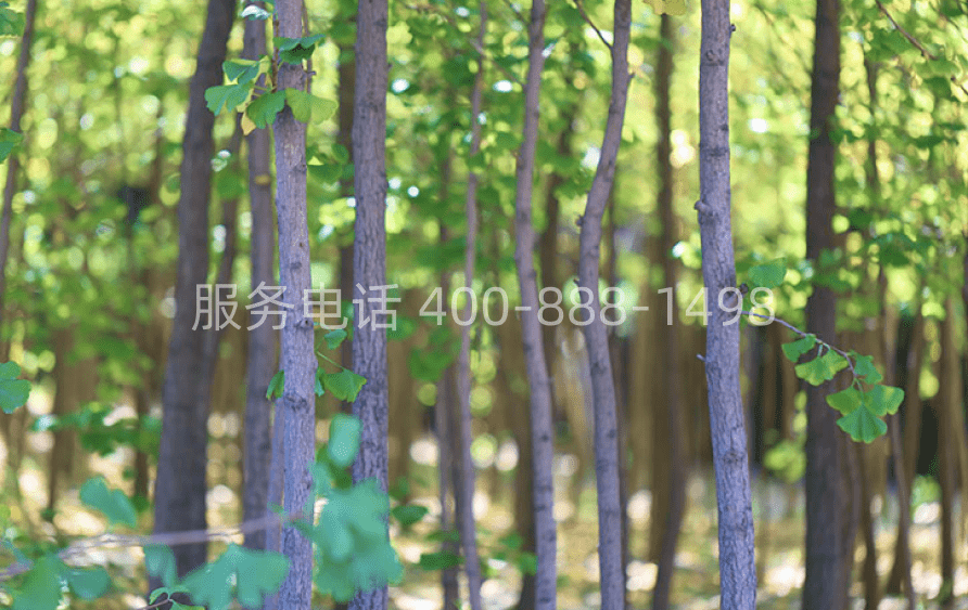 天堂公墓环境图06
